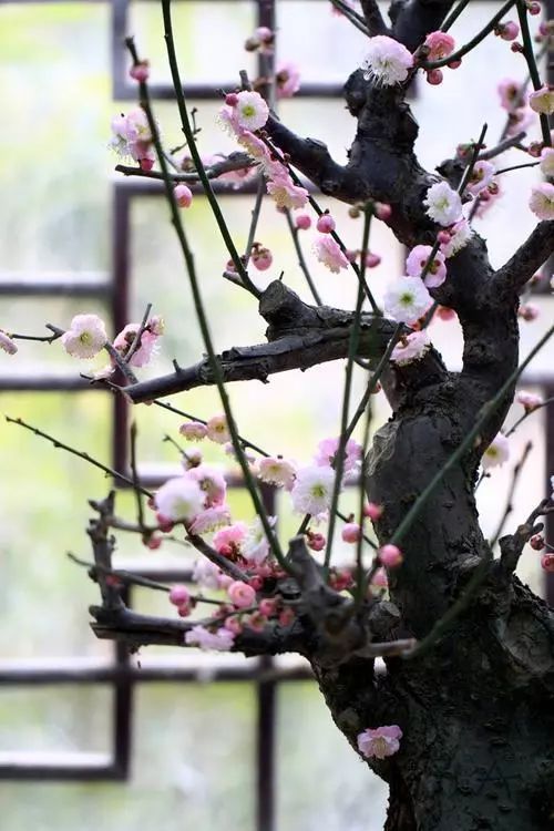 养梅花的技巧,寒梅的养殖方法