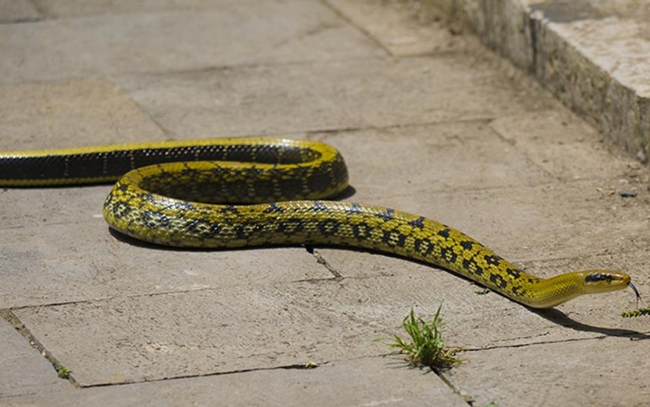 为何蛇类不怕雄黄粉了？蛇最怕什么？这就来解释原因