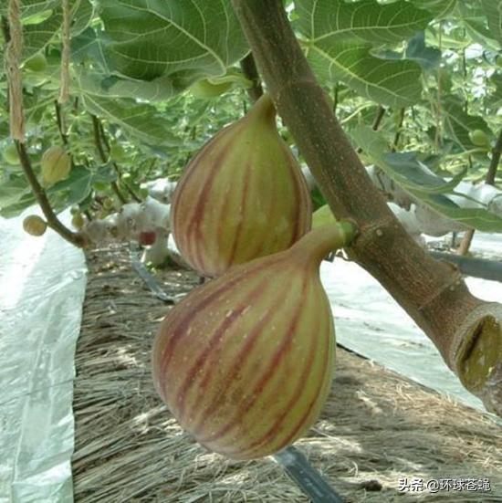 不求外在荣华，只求在基督里长进！关于无花果，你知道多少？