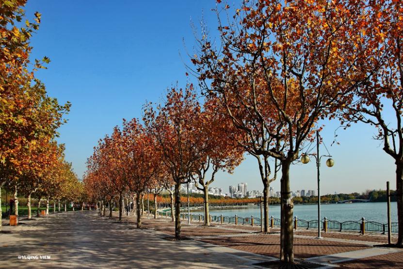 上海最美秋景,上海哪些公园可以拍秋景
