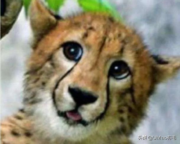 猫能被东西卡住动不了吗,猫好像被什么东西卡住一样