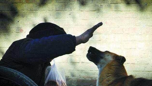 狗狗犯错了哪几个部位不能打,狗狗出现哪些行为必须要揍