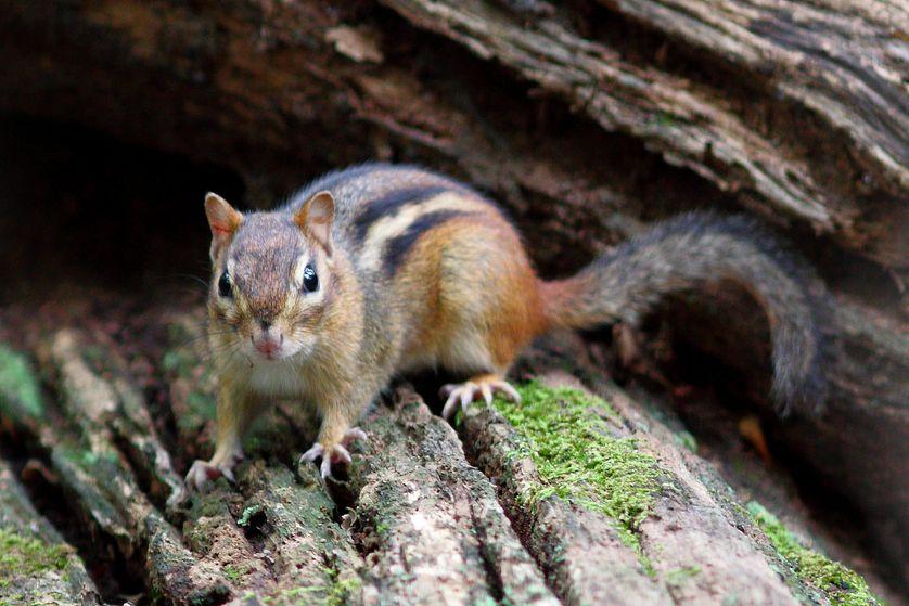 关于松鼠的描述,关于松鼠的内容简介