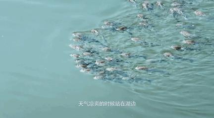 把千岛湖“装”进自家民宿，做了一个无敌湖景泳池，让无数人尖叫