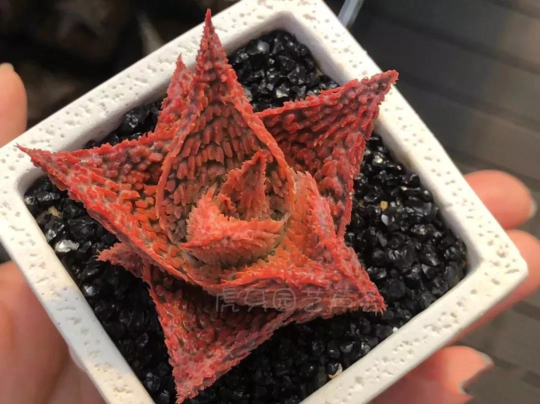 园艺观赏芦荟,园艺芦荟图鉴说明