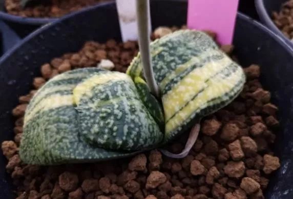 2023多肉展会直播,2023上海多肉植物展