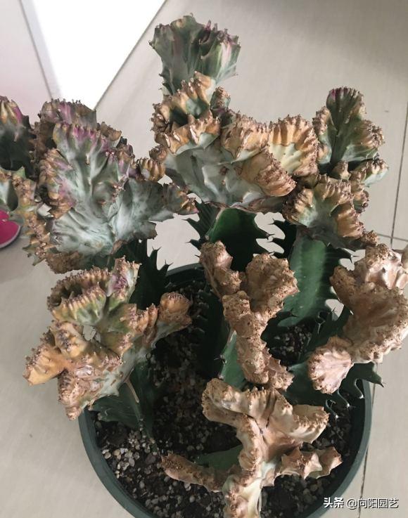 麒麟掌能用大花盆吗,麒麟掌放客厅好吗