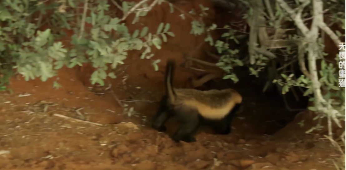 蜜獾两小时后继续享用毒蛇,蜜獾凶猛攻击人类