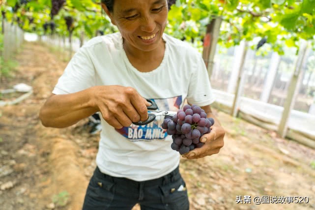 河北葡萄县,名气没*疆新**吐鲁番大,村民自称中国30%干红酒出自这