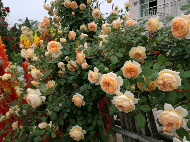 无刺四季开花藤本月季品种有哪些,耐热又耐寒的藤本月季有哪些品种