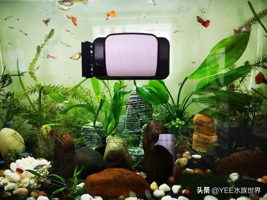 鱼缸除藻最好用的工具,鱼缸除褐藻绿藻工具