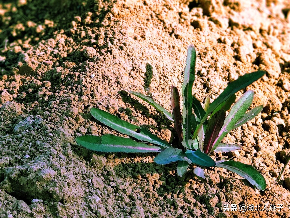 常见野菜的种类和图片大全 (各种野菜大全带图片)