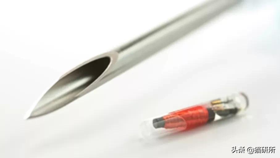 宠物猫植入芯片有什么要注意的,猫咪植入芯片注意事项