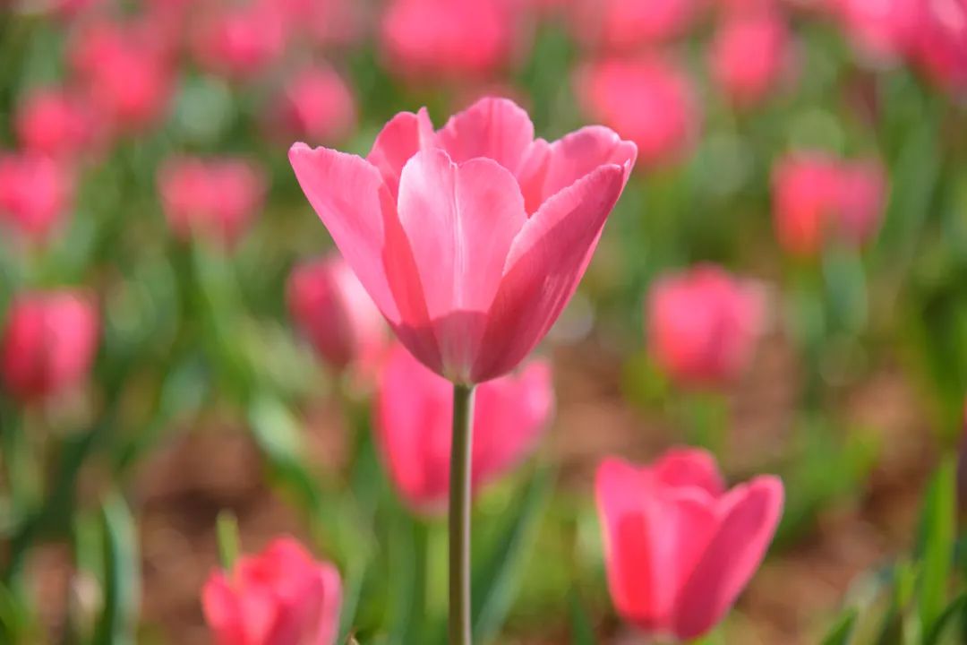 三月弥勒什么地方可以赏花,弥勒3月赏花攻略