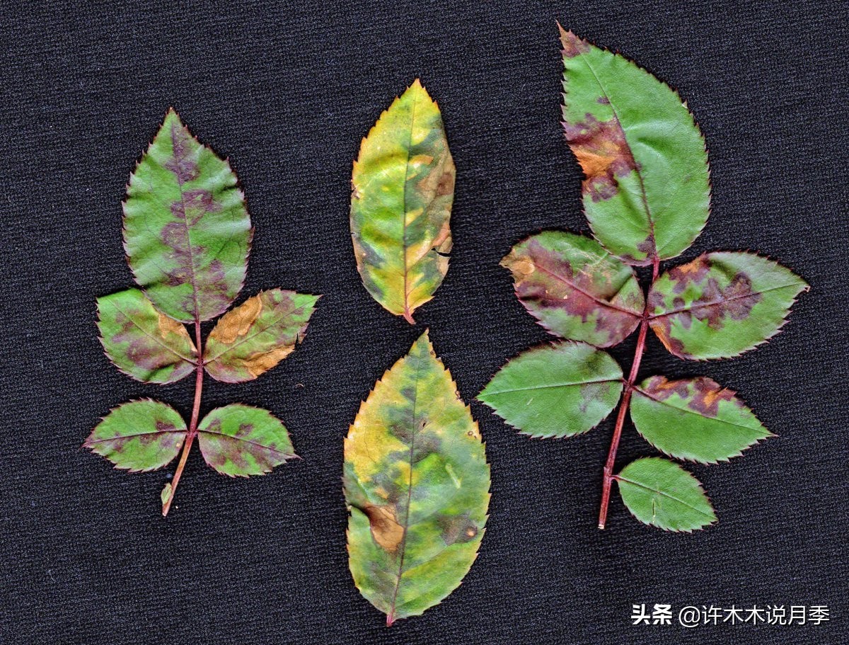 月季忘记埋冬肥了,月季清园几次