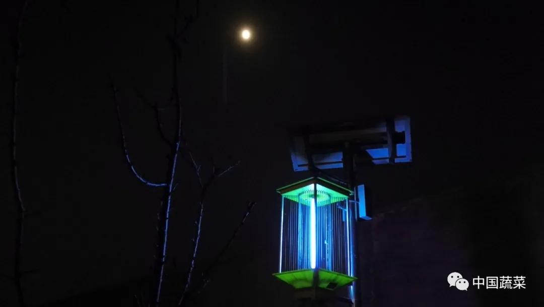 生姜全程病虫害解决方案,生姜苗后地下害虫用什么农药