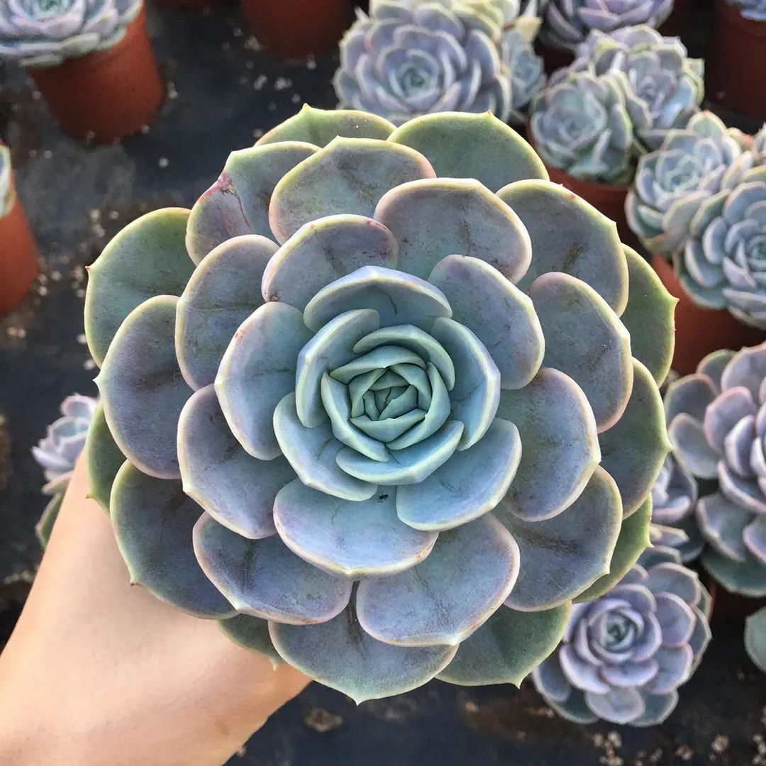 有暗纹的多肉有哪些,暗纹系多肉有哪些