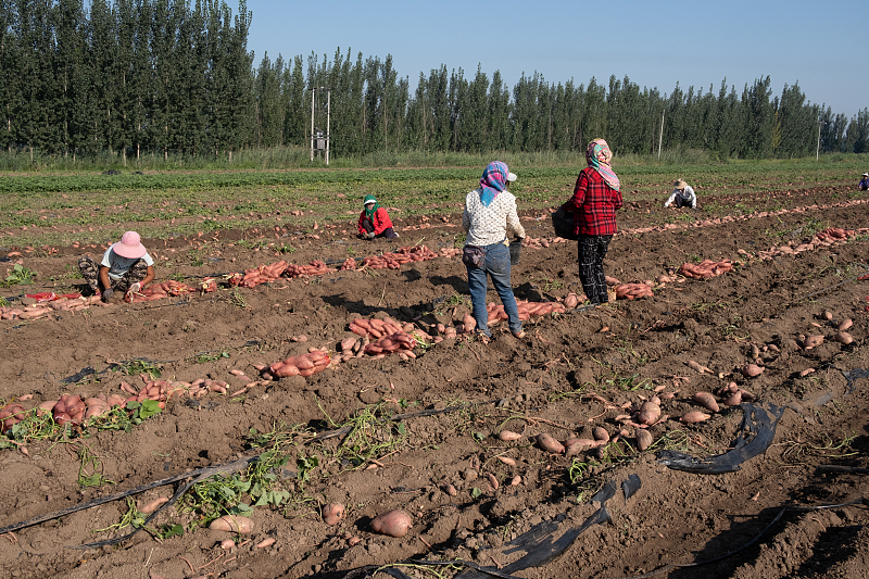 红薯收获季，薯块畸形影响品质？从3点入手解决薯块畸形问题