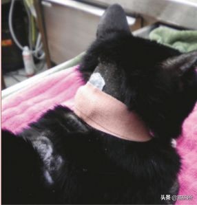 猫咪常见疾病用药用量,猫咪各种慢性病