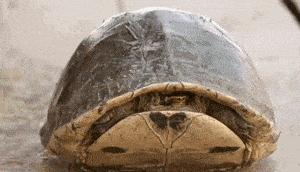 割包皮能当天做当天走吗,割包皮当天去医院当天就能割吗