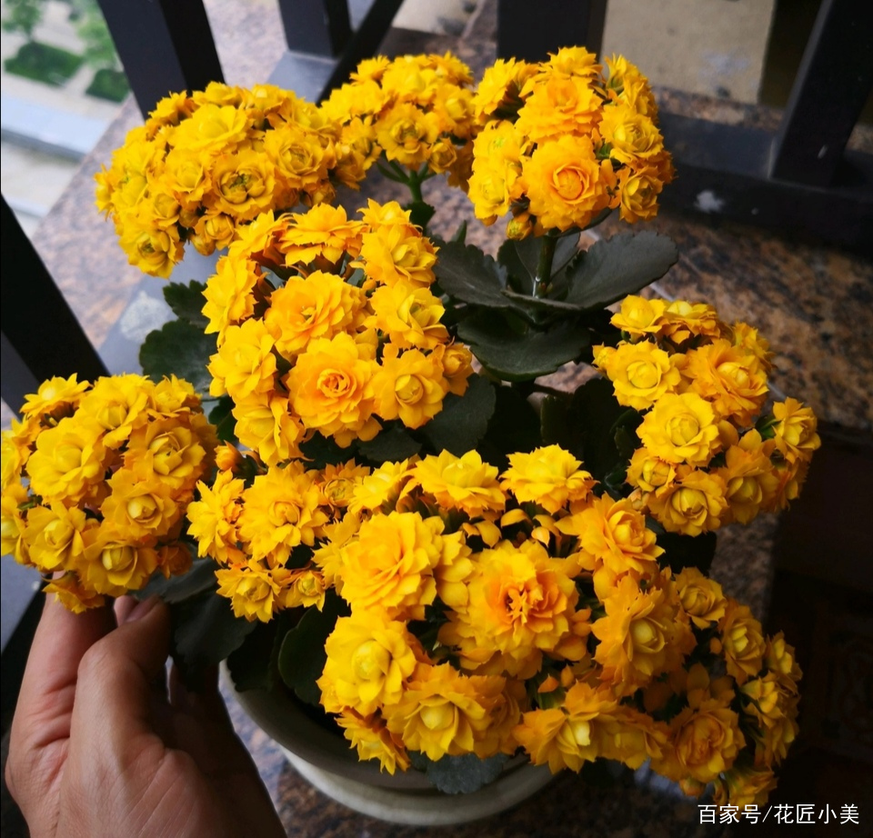 长寿花不好养怎么回事,长寿花一般怎么养才好