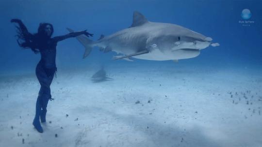 在海里遇到鲨鱼怎么才可以逃生,在海里碰到鲨鱼怎么办