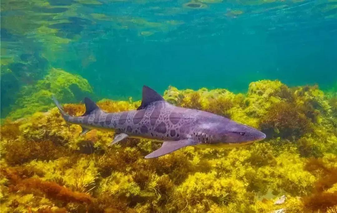 泰国泼水节天团,泰国超燃泼水节
