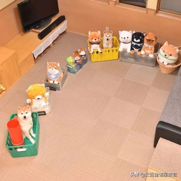 把柴犬放在一堆柴犬玩偶里,日本两只柴犬