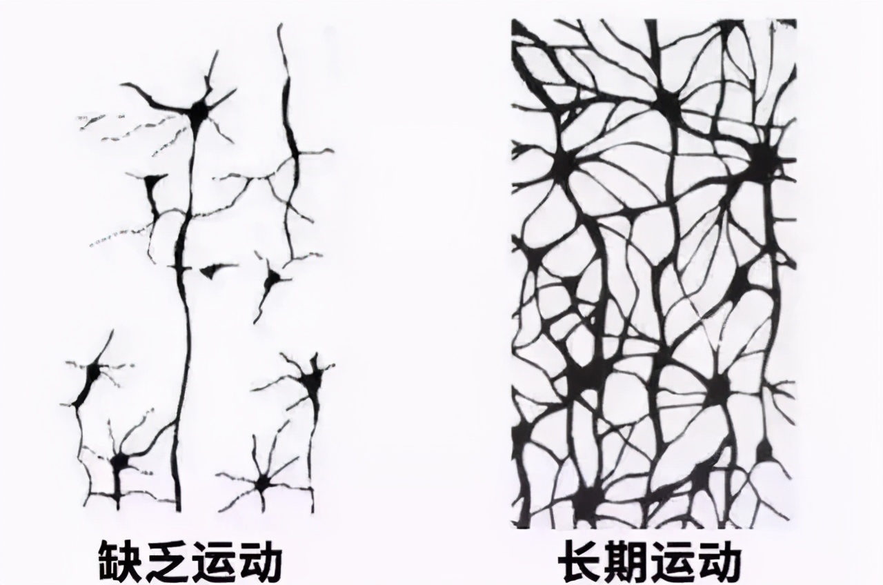 李玫瑾：运动是大脑的聪明药，爱玩的小孩往往更优秀，成绩更好