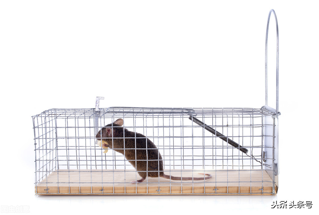 家里有老鼠怎么办用一个灭鼠贴,老鼠不怕粘鼠板和毒药怎么办