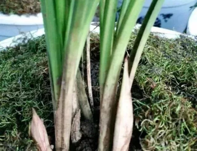 兰花出箭后花箭怎么长得快,兰花有花箭了怎样养护