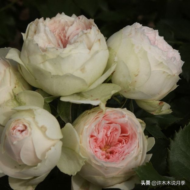 月季根瘤预防,月季根瘤传染别的植物吗