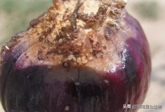 洋葱烂根软腐用啥药最好,洋葱苗期根腐病用什么药