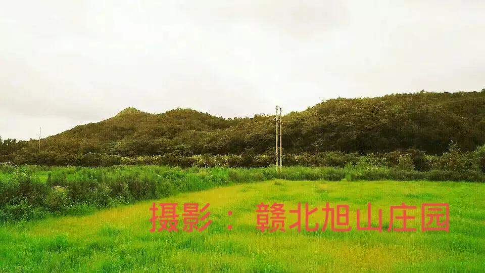 江西省赣北旭山庄园,灵芝旭山庄园