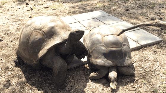 毛里求斯陈小春,毛里求斯马克吐温