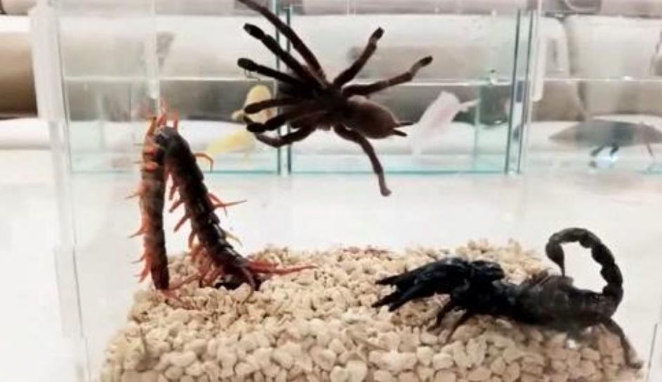 鍐滄潙璋氳鏈変簲鏈堜笉璧锋埧鐨勮娉曞悧,鍐滄潙淇楄浜旀爲杩涘畢瀛愬瓩瀵岃吹