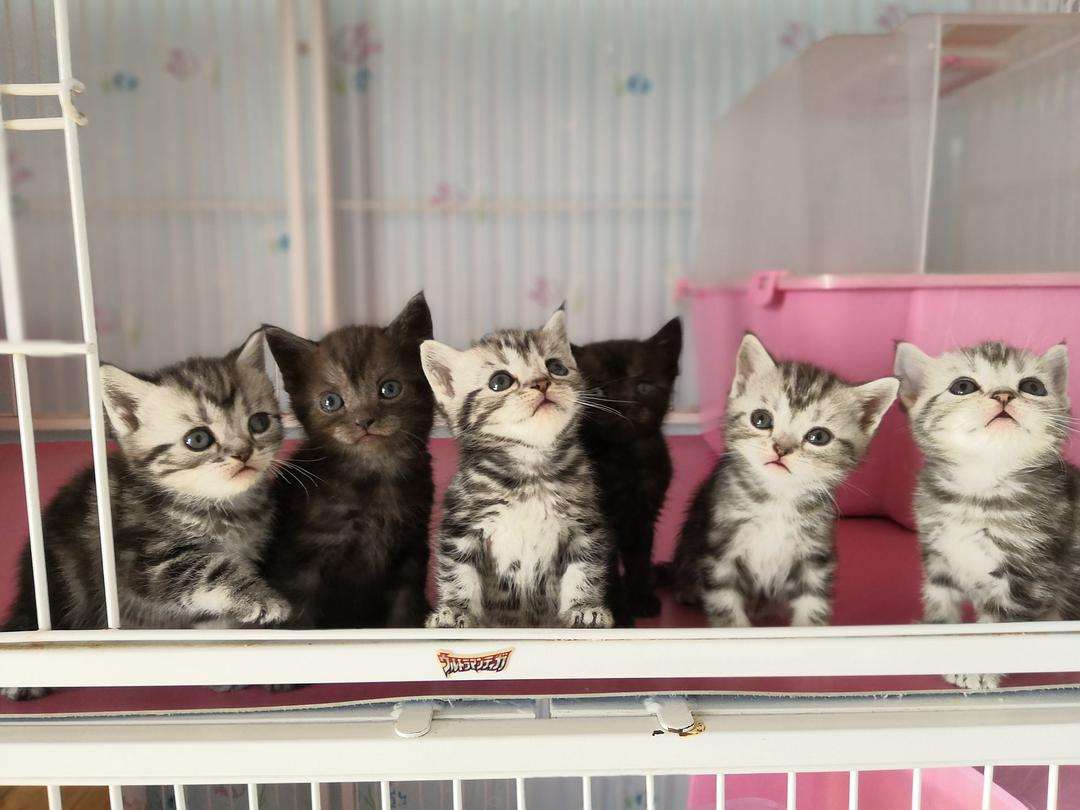 新手养猫可能会遇到的一些问题解答