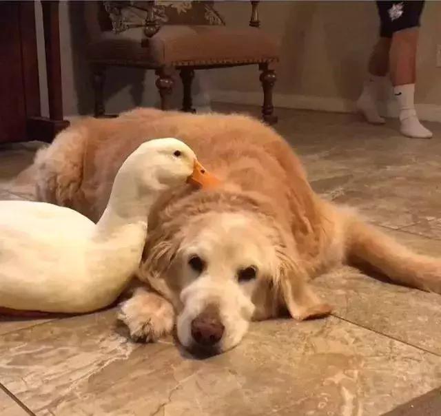 被大鹅欺负的金毛,金毛老是被鸭子欺负