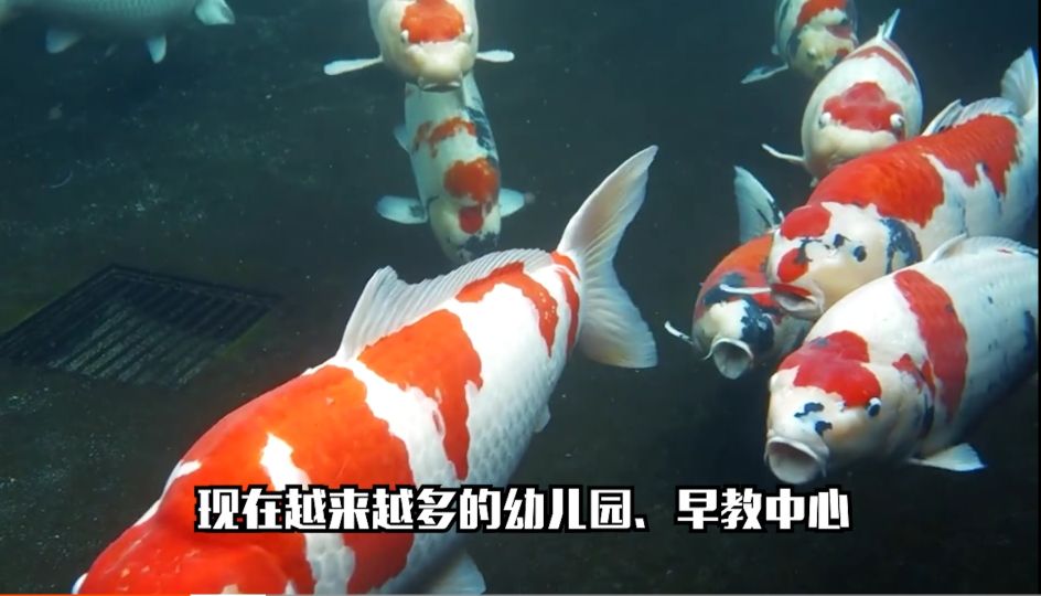 三线城市阿姨开什么店,奶鱼店一年赚多少钱