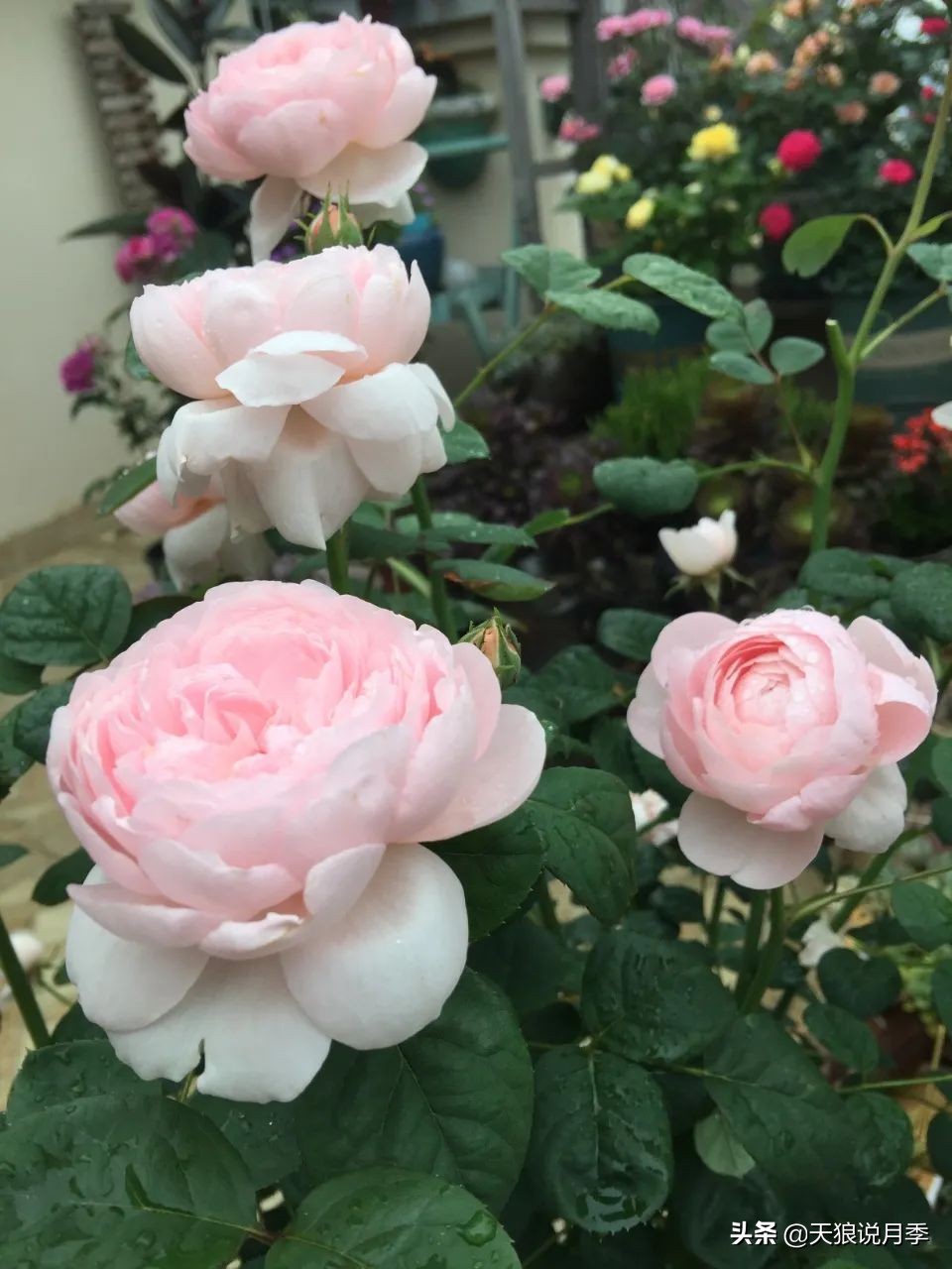 月季花是时候展现真正的技术了 (开春的第一波月季花就这么过去了)