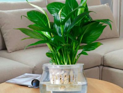 水培绿萝根太多怎么修剪,绿萝水培根和水洗根的区别