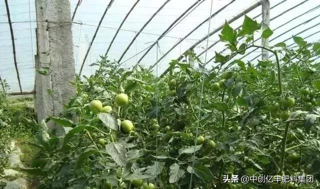 大棚湿度太大能通风吗,西红柿大棚湿度太大如何除湿