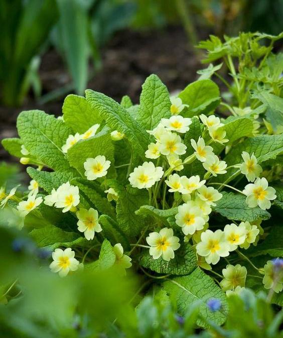 草甸报春花图片,高山草甸报春花图片