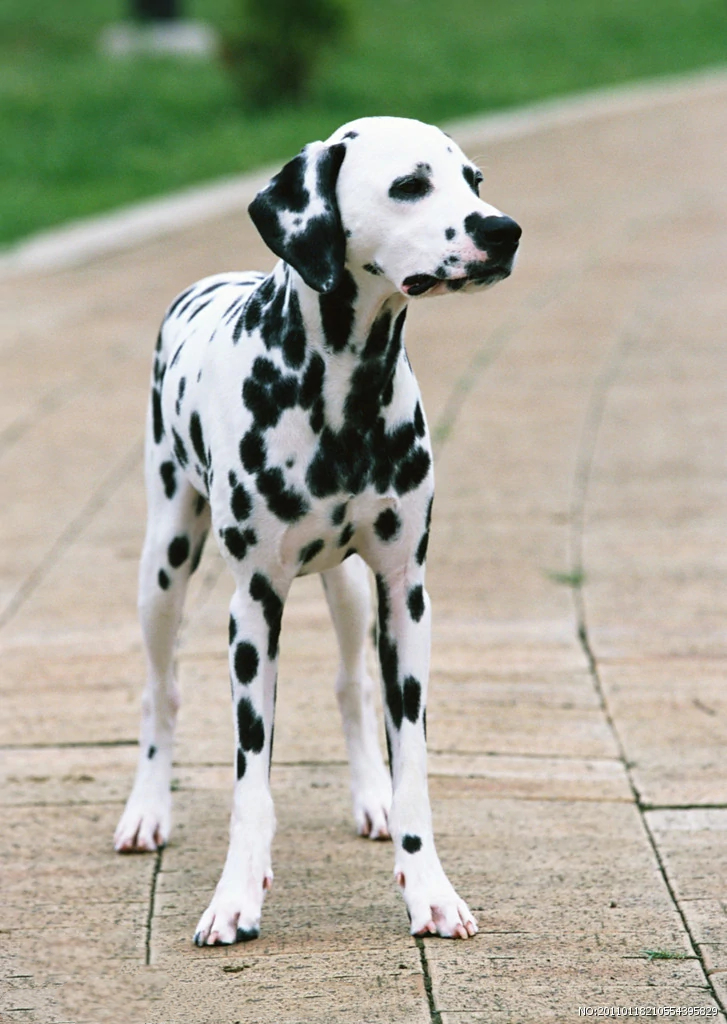 101斑点狗进化史,101斑点狗中哪些是亲生的狗狗