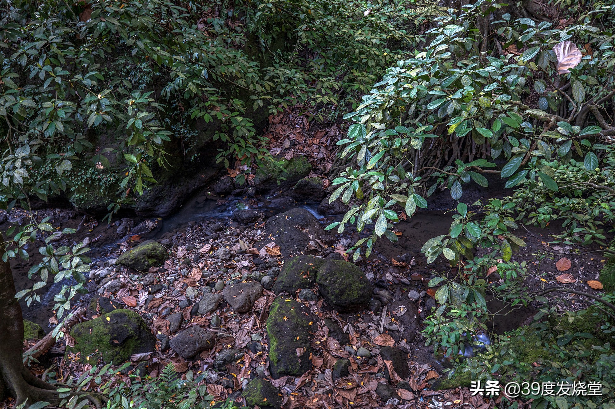 佳能rf15-35mmf2.8,佳能rf15-35f2.8镜头尺寸