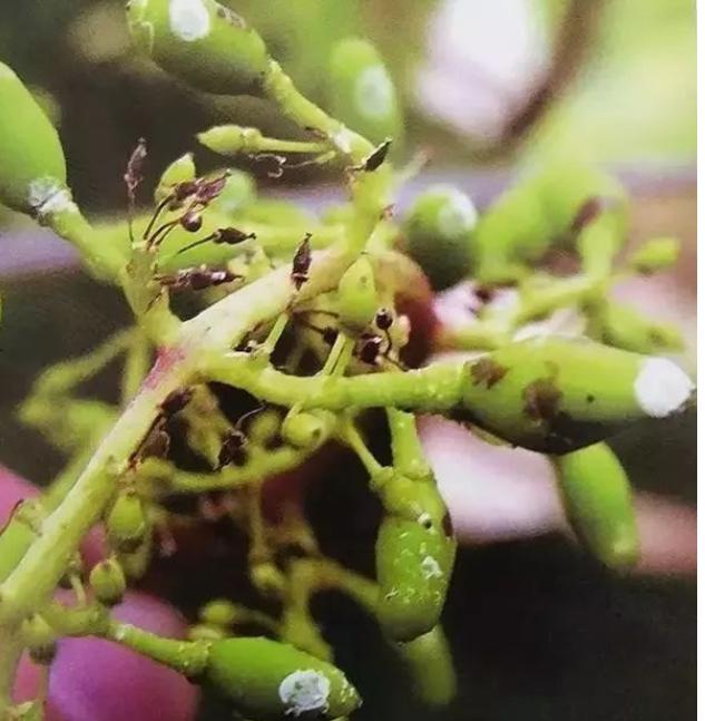 葡萄叶片出现药害还能恢复吗,葡萄除草剂药害的有效防治方法