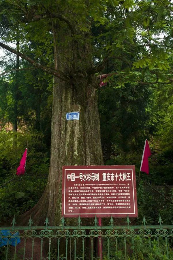 石柱黄水游玩攻略两天一夜,石柱黄水春季游攻略