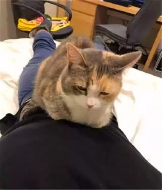 猫咪胆子小不接受新猫,猫咪胆子小不敢上猫爬架