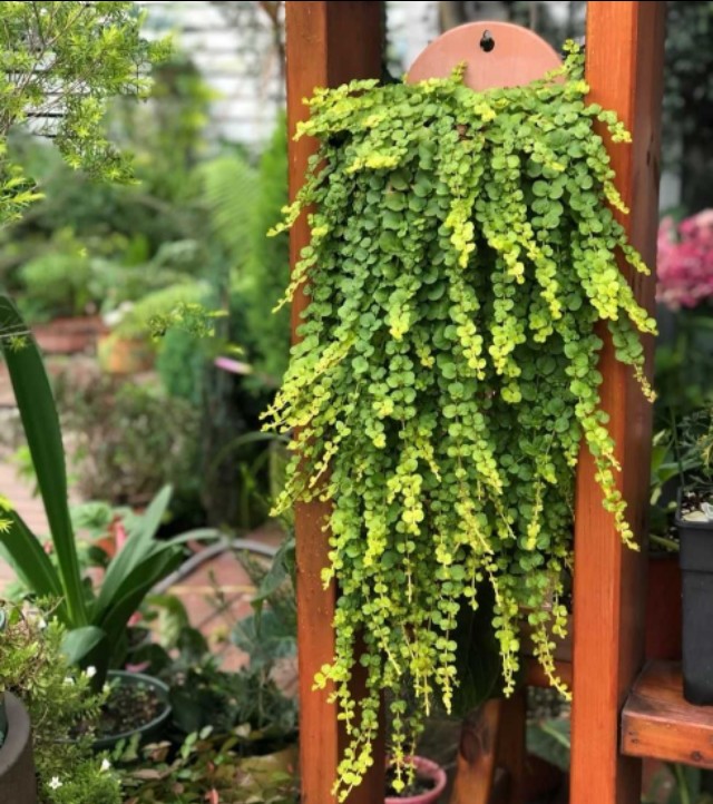 100种室内盆栽花,花卉大全500种盆栽名称