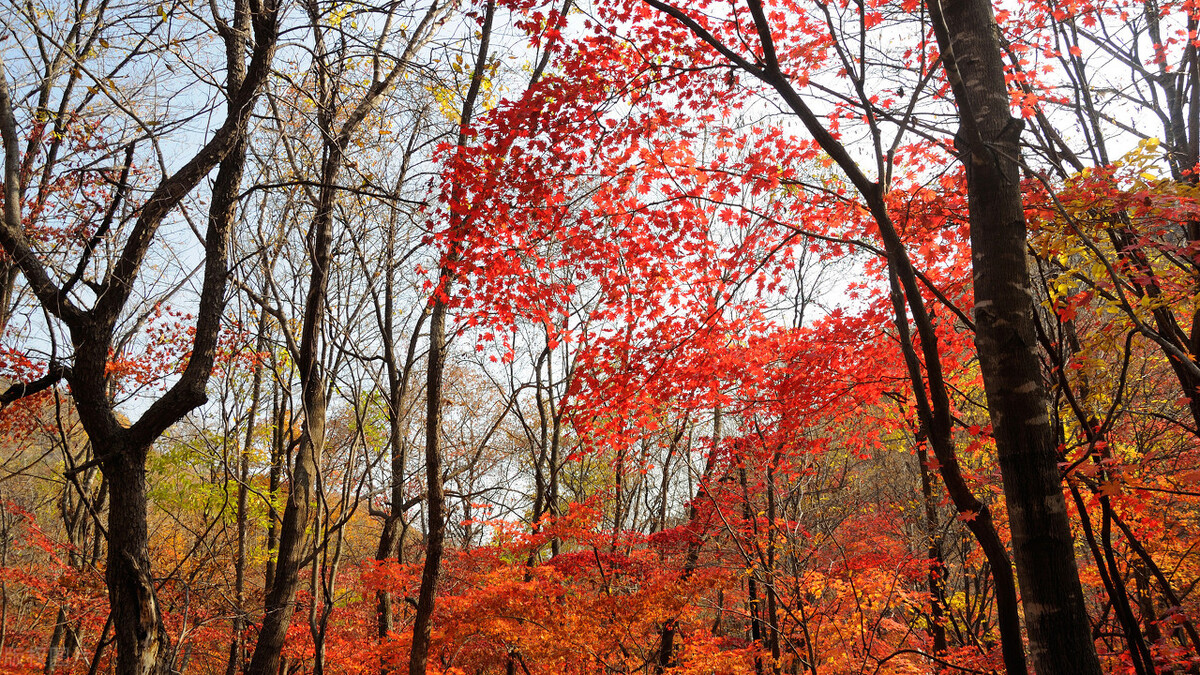 东北最有发展的沿海城市,东北为什么没有三线城市